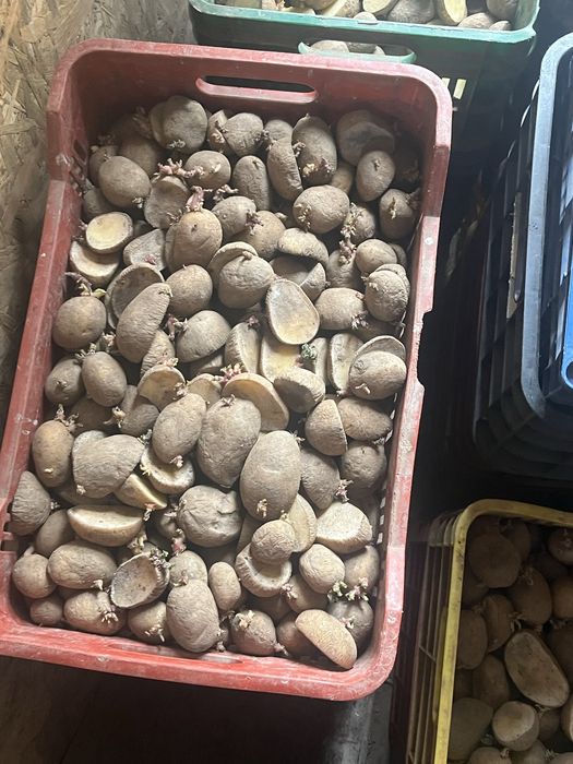 Cartofi de samanta arizona