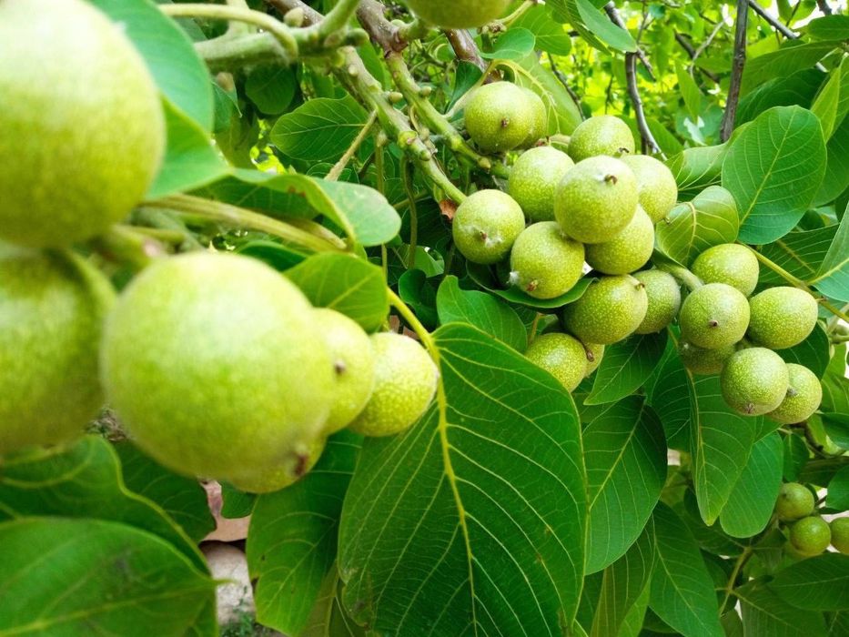 Samarqand karlik oq magʻiz yongʻoq