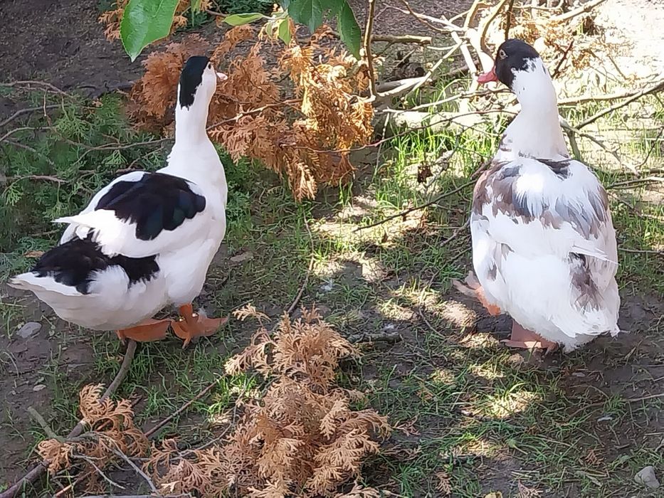 Rațe Pekin și Rațe Leșești (Mute) + Boboci – Diverse vârste
