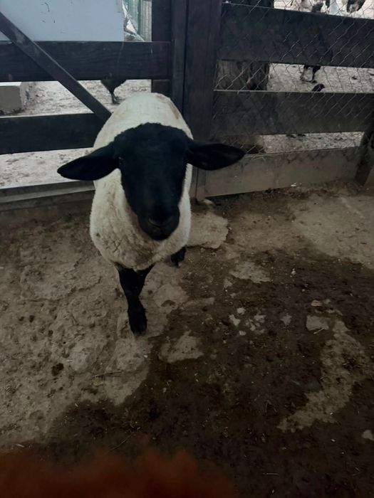 Berbec Suffolk de vânzare!