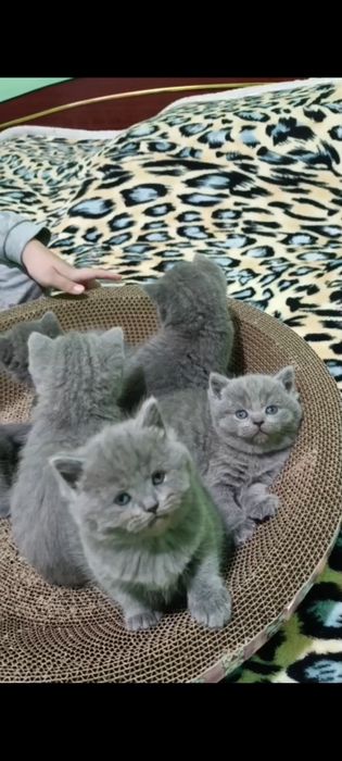 Готовятся к продаже шикарные котята скоттиш страйт и скоттиш фолд!