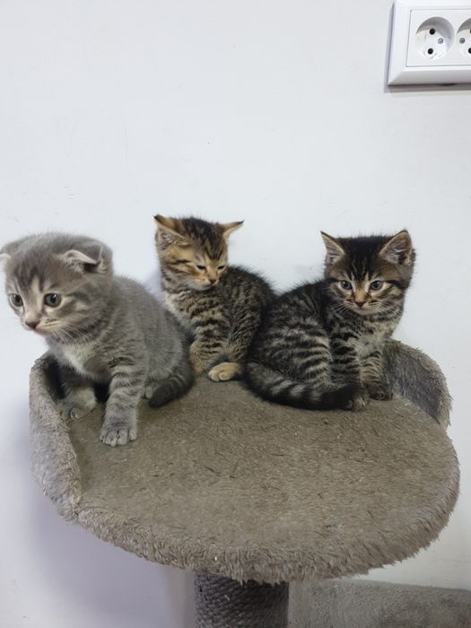 Бесплатно отдадим на хорошие руки