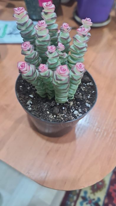 Продам  цветочки