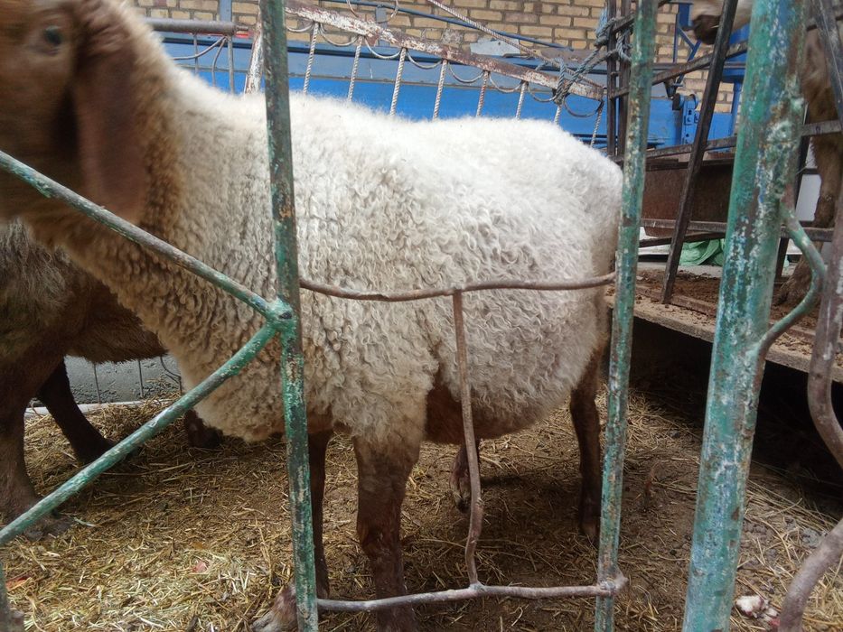 Зодор бугуз куйлар битаси 2 битаси 3 тугади