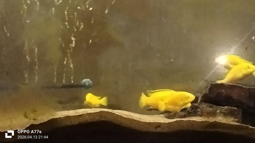 Продаю рыбок еллоу