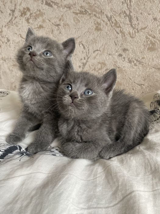 Продам Котят британцев