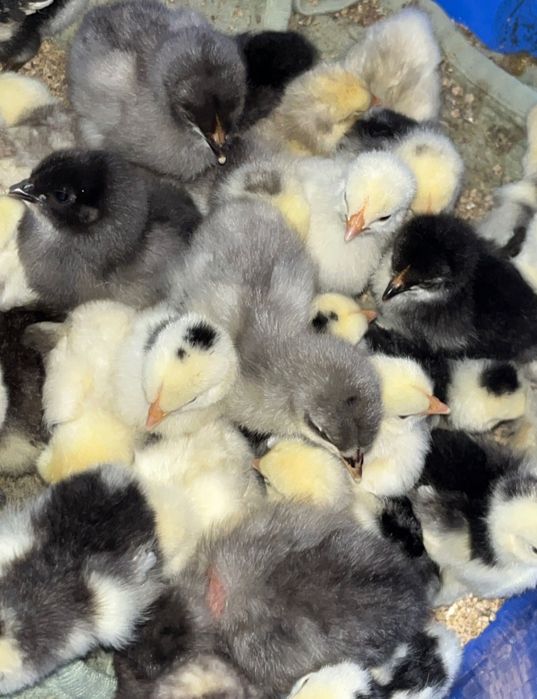 Pui Wiandott, Brahma, Austrolop, Gât golaș, Încălțați, Bărboși.