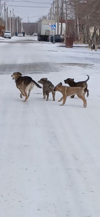 Отдаю щенят дворняги хорошие друзья и охранники