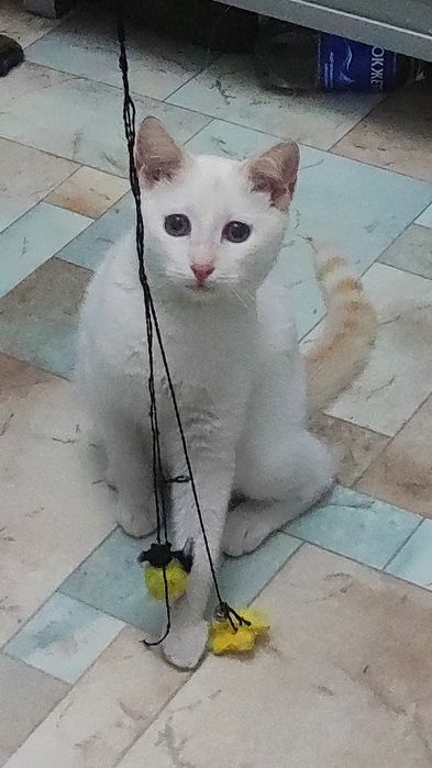 Котенок мальчик 4,5 месяца