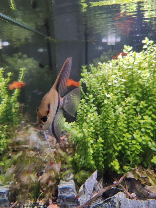 Скалярия самка взрослая