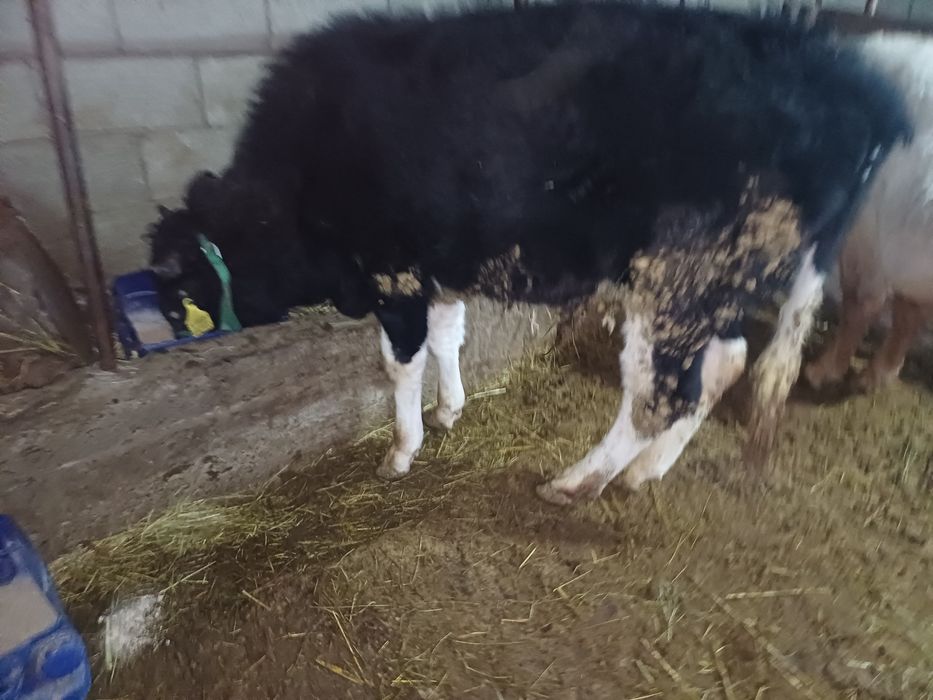 Продаётся бычек??