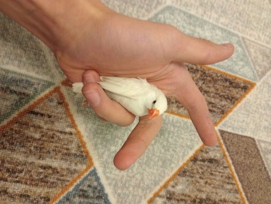 Нормальные паёшие амадины