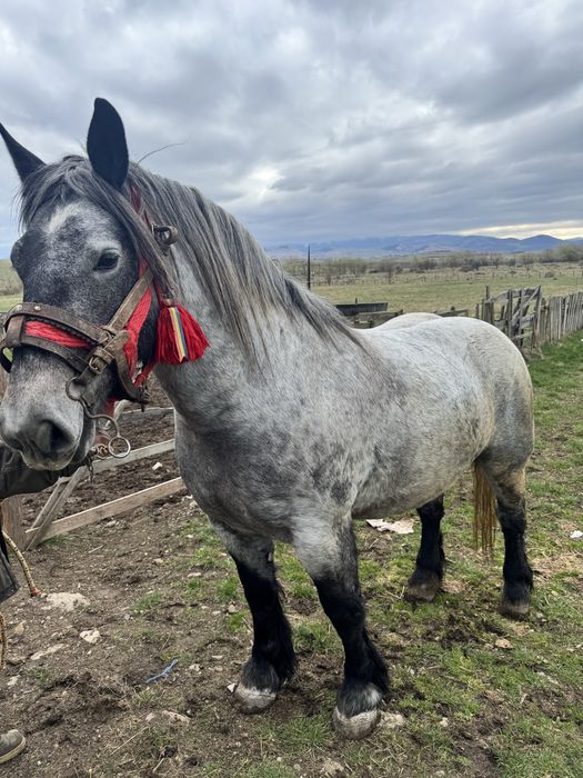 Manza de 3 pe 4 ani de vanzare