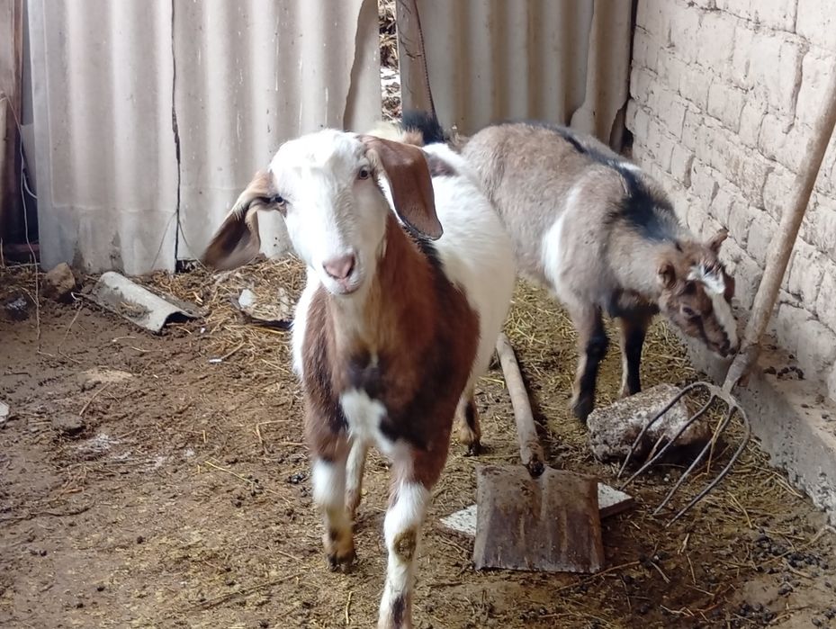 Алпи нуб арласкан шыбыш