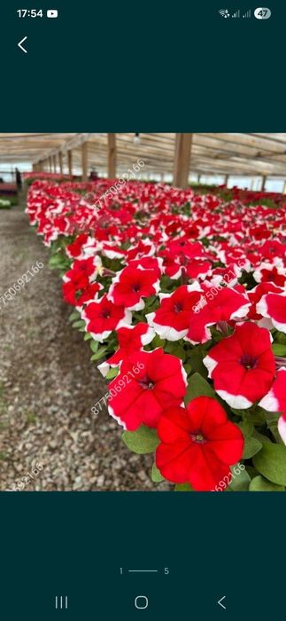 Петуния бархатцы  тагетис