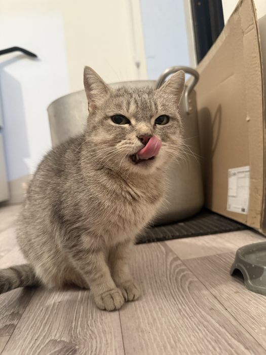 Отдаю котят и маму кошку в добрые руки