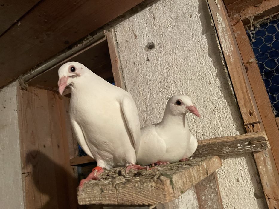 Vand porumbei voiajori