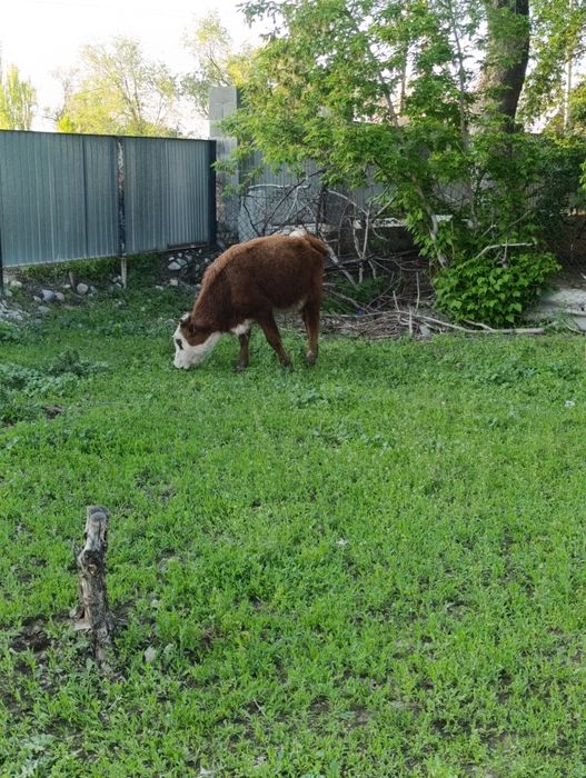 Продам бычков ..