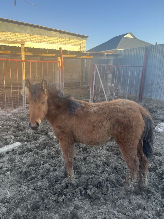 Ұрғашы жабағы сатылады