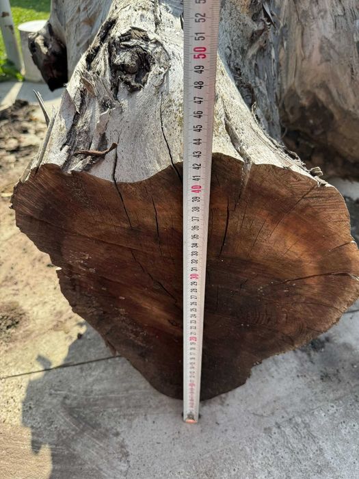 Корен от орехово дърво