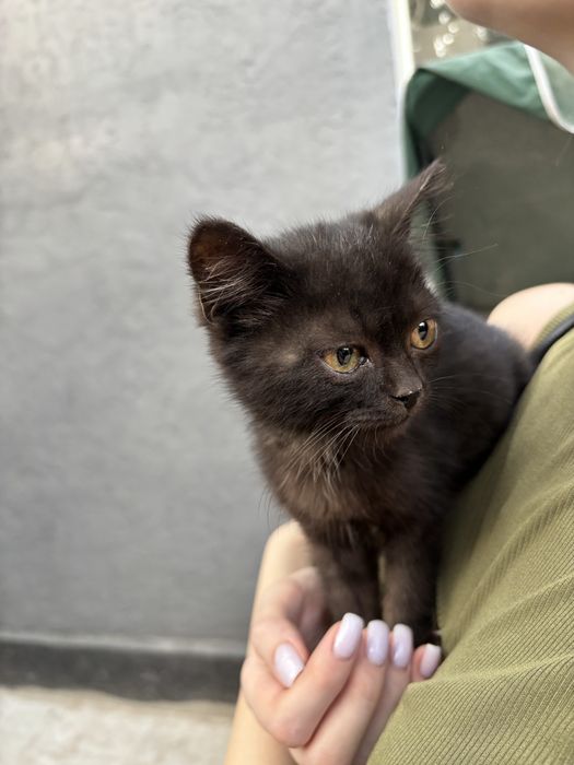 Котенок мальчик в добрые руки