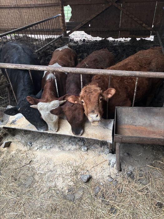 Vând viței bălțați și angus