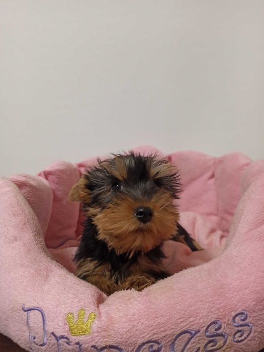 Fetita Yorkshire Terrier