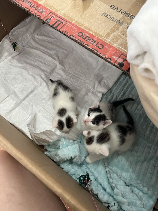 СРОЧНО!! Котята в хорошие руки!