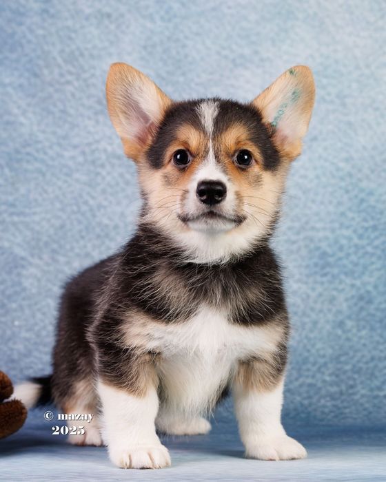 Щенки вельш корги пемброк