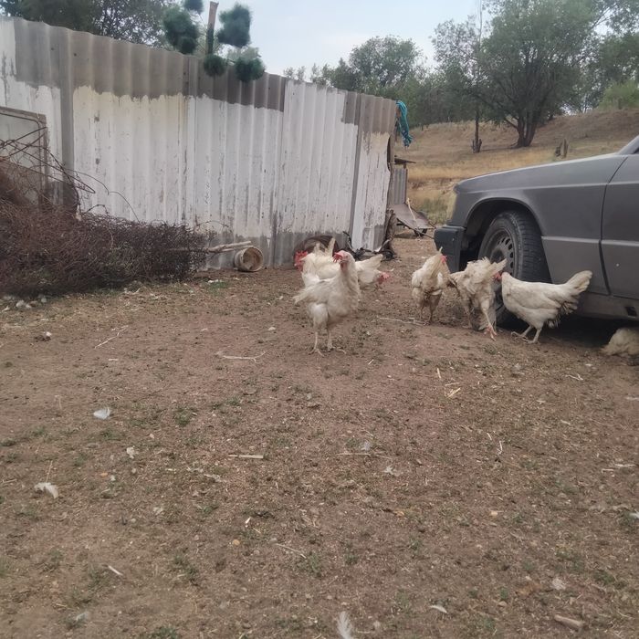 Қораз 3000 Тауық 2000