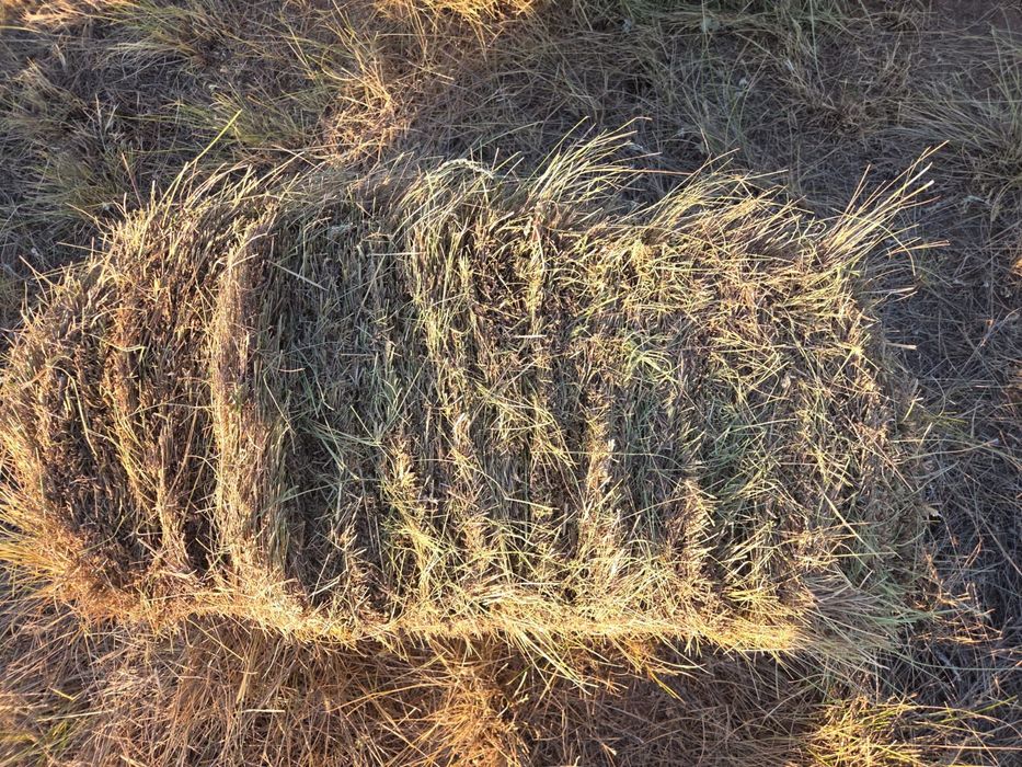 продам сено в тюках