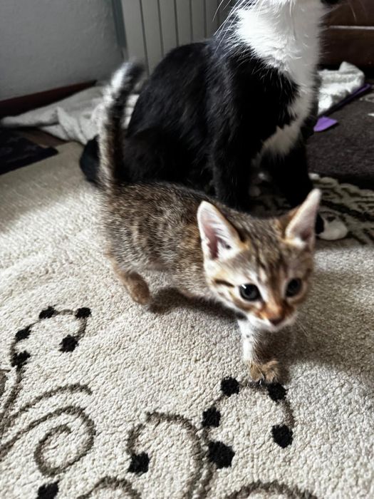 Отдам котят в хорошие руки