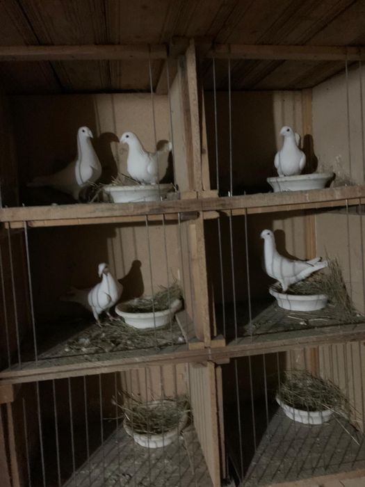 Porumbei  voiajori germani