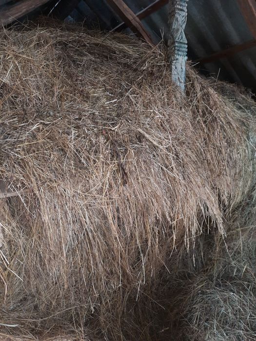 Fân de vânzare ținut în fânar