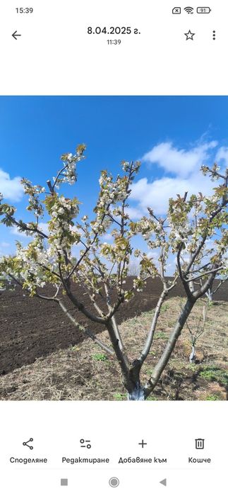 Овощна градина в Рилци