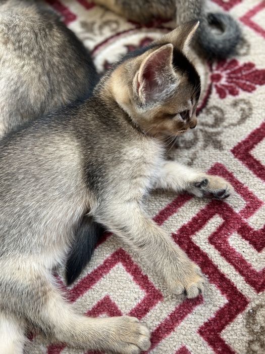 Котята породы Чаузи