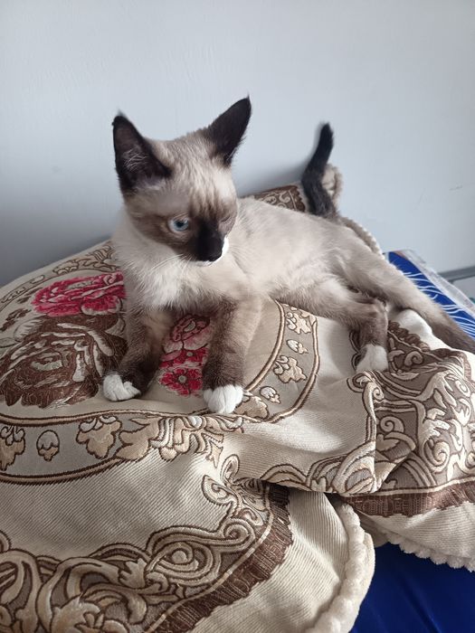 Котёнок сиамский мальчик.