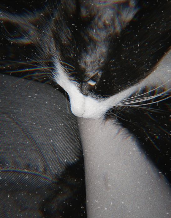 Отдам кота в хорошие руки!