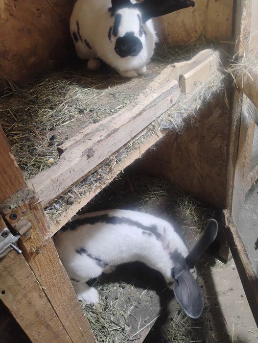 Uriaș pestriț german