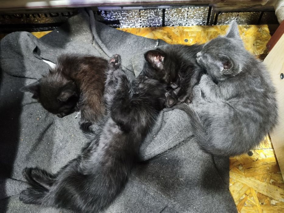 Отдадим котят в добрые руки