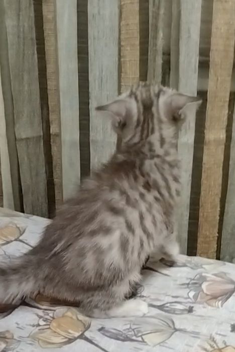 Скоттиш страйт. Девочка.