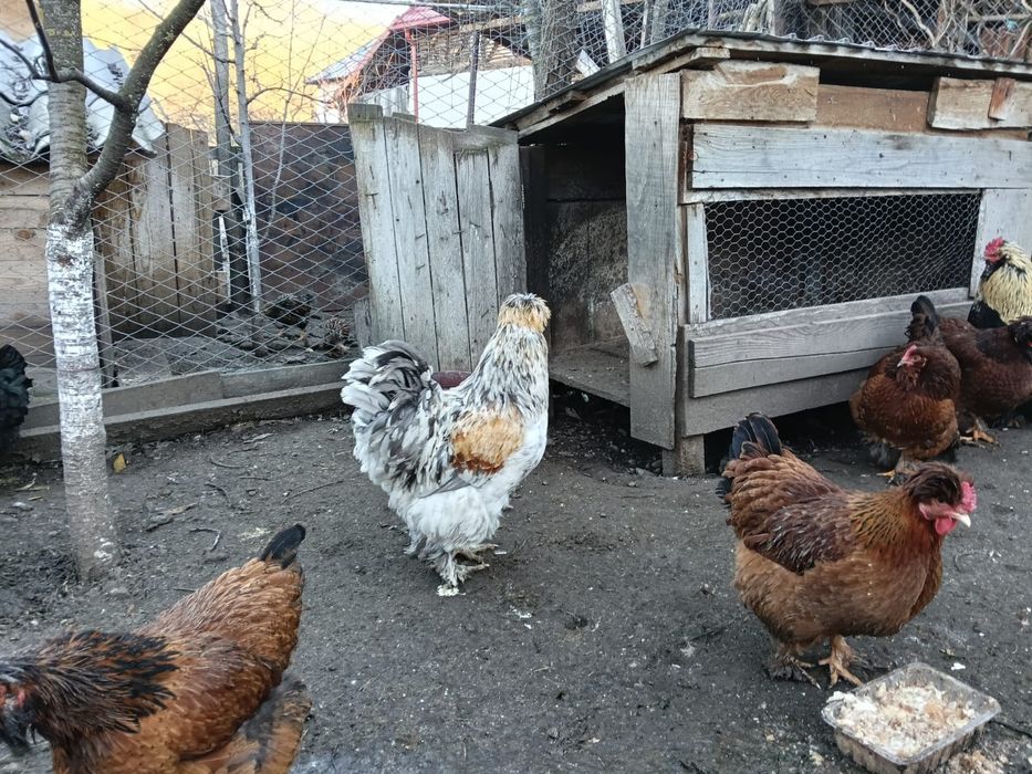 Oua pentru incubat motate barboase si frezate