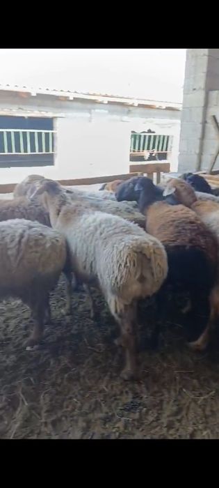 17 бас кошкар сатылады