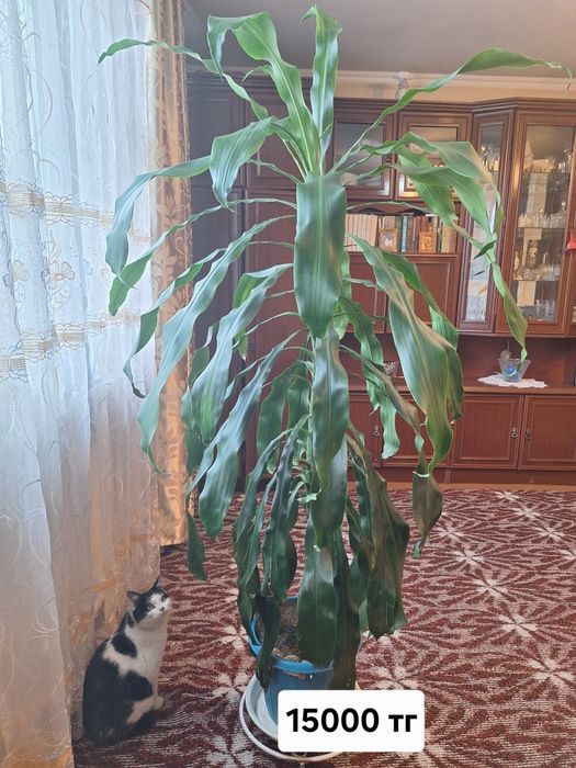 Драцена для офиса и дома