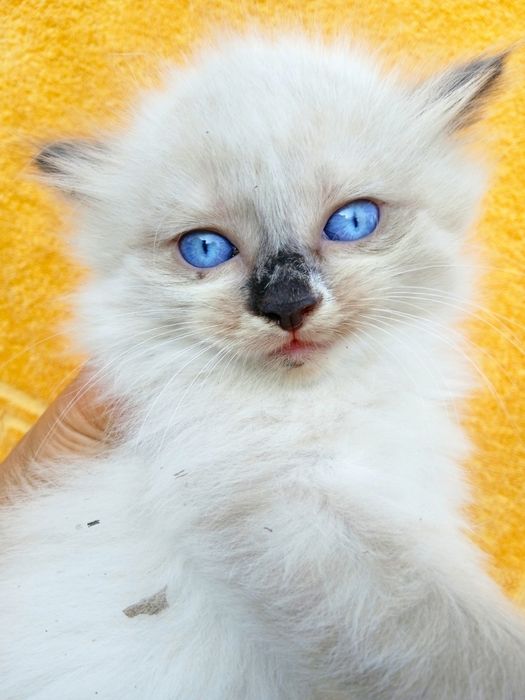 Подарю пушистиков.