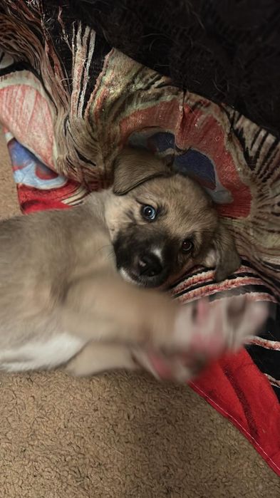 Отдадим Щеноков срочно