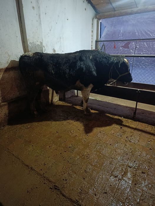 Ынымак аулында тур