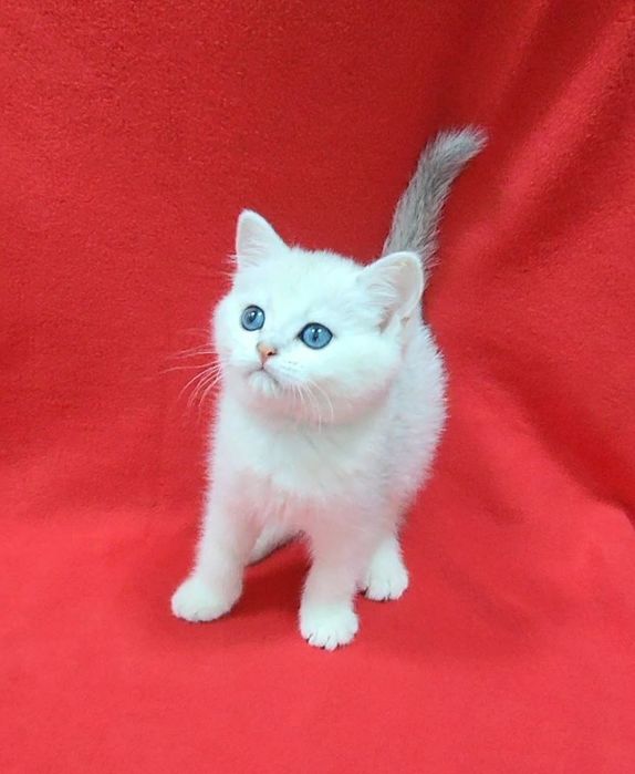 скоттиш страйт Серебристая шиншила девочка