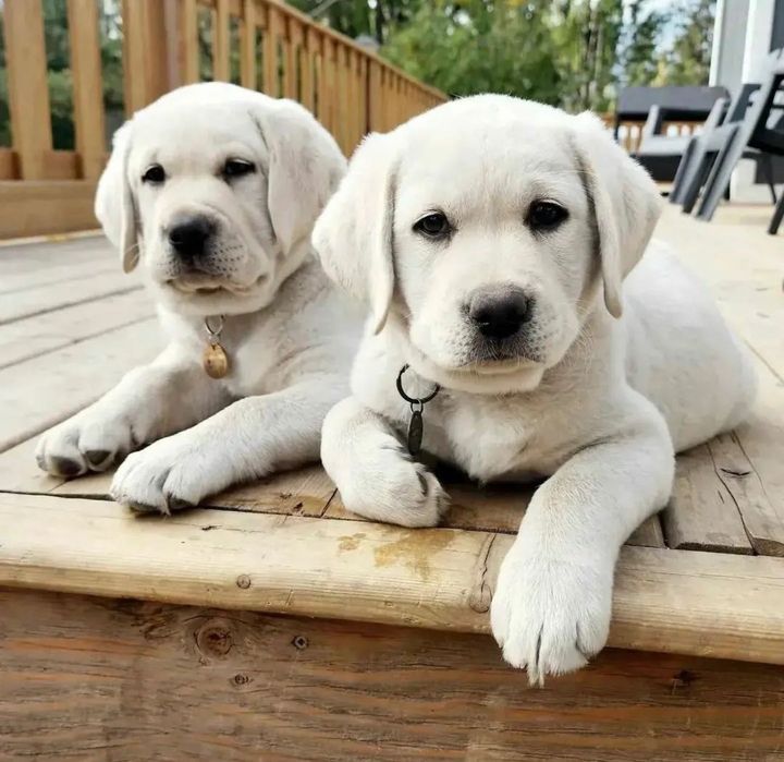 Щеночки Лабрадора
