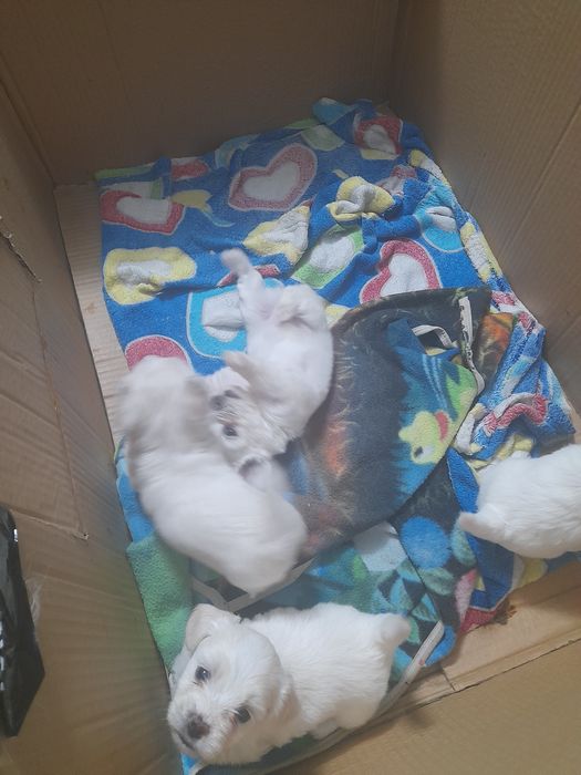 3 fetite și un băiețel drăgălaș și jucausi